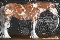 Horse Color:Bay Sabino