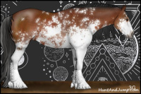 Horse Color:Gray Bay Sabino