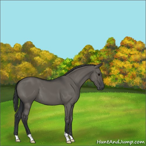 Horse Color:Grullo 