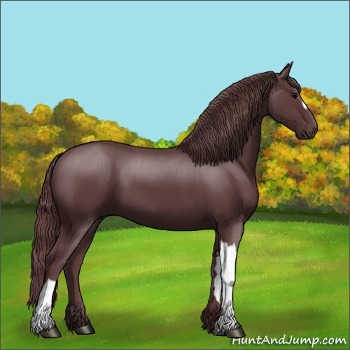 Horse Color:Chocolate Black