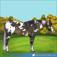 Horse Color:White Spotted Buckskin 