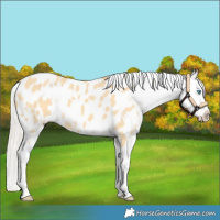 Horse Color:White Spotted Silver Amber Cream Champagne Dun Appaloosa