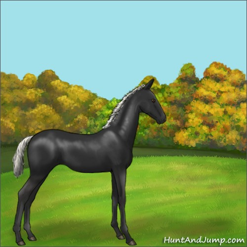 Horse Color:Liver Chestnut Mushroom 