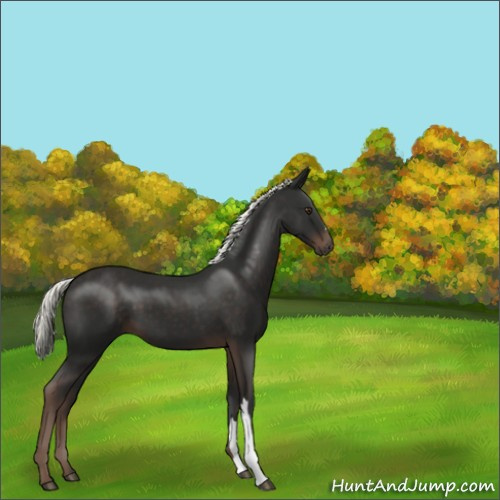 Horse Color:Liver Chestnut Mushroom 
