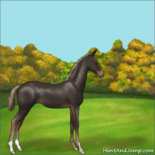 Horse Color:Liver Chestnut 