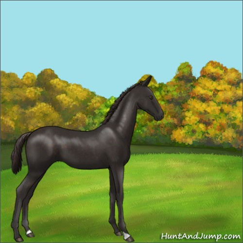 Horse Color:Liver Chestnut 