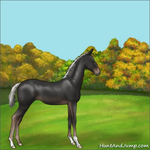 Horse Color:Liver Chestnut Mushroom 