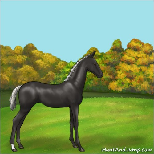 Horse Color:Liver Chestnut Mushroom 