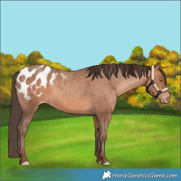 Horse Color:Amber Champagne Appaloosa