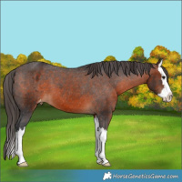 Horse Color:Brown Splash Varnish 