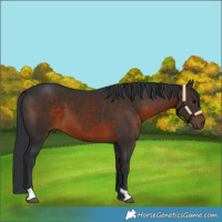 Horse Color:Brown 
