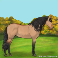 Horse Color:Bay Dun 