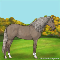 Horse Color:Silver Grullo 