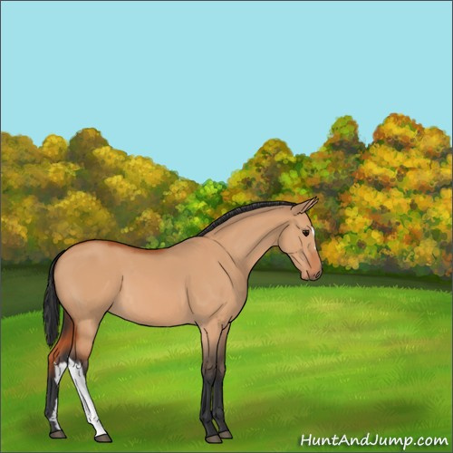 Horse Color:Bay Dun 