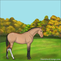 Horse Color:Bay Dun 