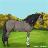 Horse Color:Grullo 
