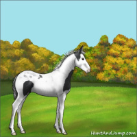 Horse Color:Black Splash Tobiano 