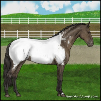 Horse Color:Smoky Grullo Appaloosa Brindle 