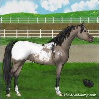 Horse Color:Brown Dun Snowcap 