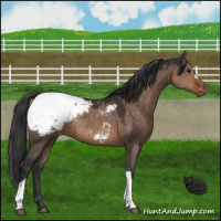 Horse Color:Brown Dun Snowcap 