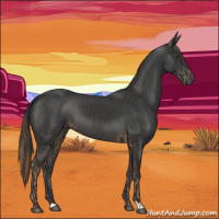 Horse Color:Liver Chestnut  and Black 