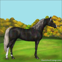 Horse Color:Midnight Silver Black 