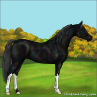 Horse Color:Midnight Black 