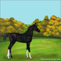 Horse Color:Midnight Black 