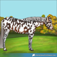 Horse Color:Brown Appaloosa 