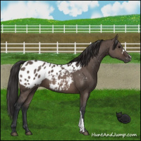 Horse Color:Brown Dun Appaloosa Brindle 