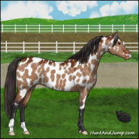 Horse Color:Brown Dun Appaloosa 
