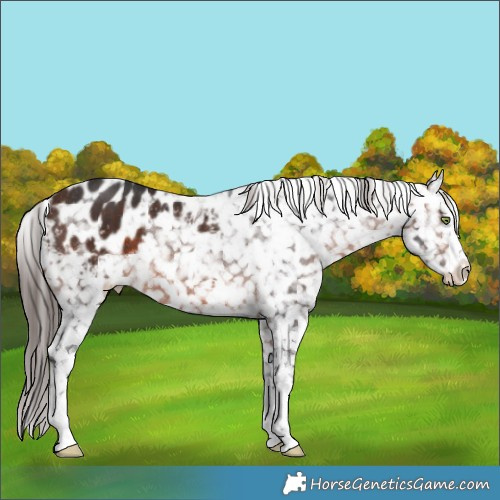 Horse Color:Brown Appaloosa Rabicano