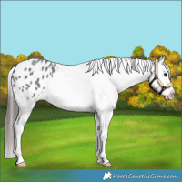 Horse Color:Blue Roan Appaloosa 