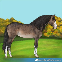 Horse Color:Brown Dun Brindle 