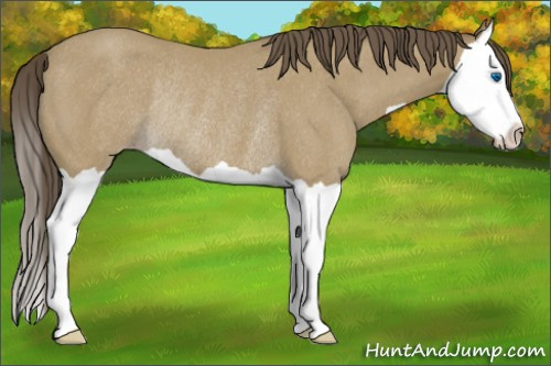 Horse Color:Unknown 