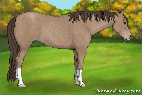 Horse Color:Unknown 