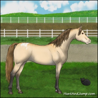 Horse Color:Buckskin Dun Appaloosa 