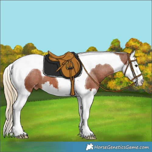 Horse Color:Chestnut Splash Tobiano Appaloosa 