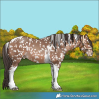 Horse Color:Sable Champagne Tobiano Snowflake Varnish 