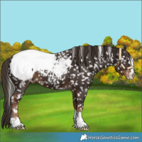 Horse Color:Liver Chestnut Appaloosa