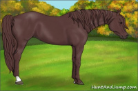 Horse Color:Chocolate Black