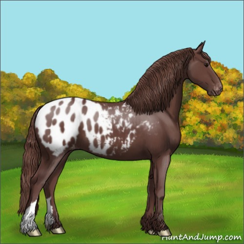 Horse Color:Chocolate Smoky Black Appaloosa 