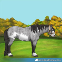 Horse Color:Smoky Blue Roan Frame 