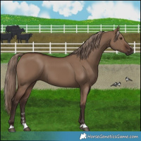 Horse Color:Liver Red Dun 