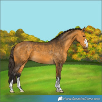 Horse Color:Buckskin 