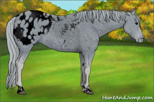 Horse Color:ERROR: UNKNOWN ANOMALY