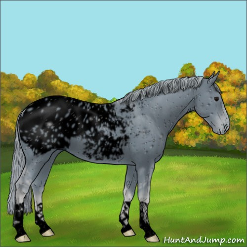 Horse Color:ERROR: UNKNOWN ANOMALY