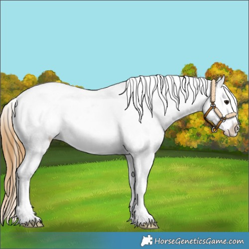 Horse Color:Buckskin Appaloosa