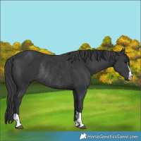 Horse Color:Black  and Black Rabicano 