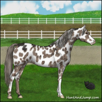 Horse Color:Liver Red Dun Mushroom Appaloosa Brindle 